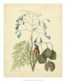 Buy Catesby Bird & Botanical II at AllPosters.com