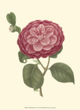 Camellia Blooms IV