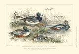 Duck Varieties