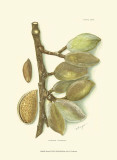 Buy Almond at AllPosters.com