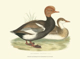 Red-Crested Whistling Duck