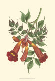 Buy Vibrant Blooms II at AllPosters.com