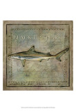 Ocean Fish VI