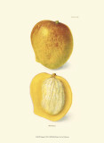 Buy Mango at AllPosters.com