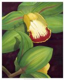 Buy Lime Orchid II at AllPosters.com