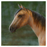 Buy Mustang at AllPosters.com