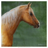 Buy Palomino at AllPosters.com