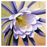 Buy Desert Bloom II at AllPosters.com