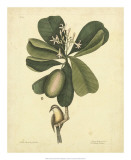 Buy Catesby Bird & Botanical III at AllPosters.com