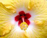 Yellow Hibiscus