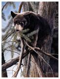 Buy Out on a Limb at AllPosters.com