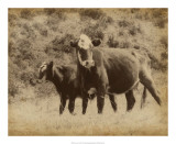 Buy Lone Star Cows II at AllPosters.com
