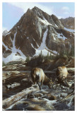 Buy Mountainside Elk II at AllPosters.com