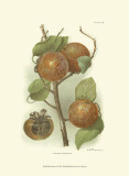 Buy Persimmon I at AllPosters.com