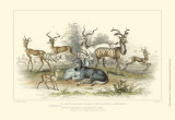 Buy Antelope Varieties at AllPosters.com