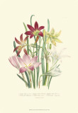 Buy Lily Garden I at AllPosters.com