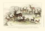 Buy Deer Varieties at AllPosters.com