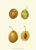 Buy Plums I at AllPosters.com