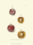 Buy Plums II at AllPosters.com