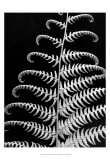 Fern II