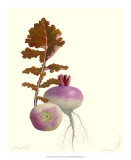 Buy Turnip at AllPosters.com