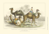 Buy Asiatic Camels at AllPosters.com