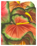 Buy Anthuria II at AllPosters.com