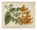 Buy Tropical Beauty III at AllPosters.com