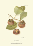 Buy Persimmon II at AllPosters.com