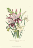 Buy Lily Garden II at AllPosters.com