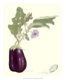 Buy Aubergine at AllPosters.com