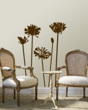 Brown Agapanthus
