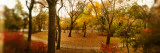 Buy Trees in a Park, Central Park, Manhattan, New York City, New York State, USA at AllPosters.com