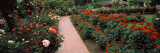 Assorted Roses in a Garden, International Rose Test Garden, Washington Park, Portland