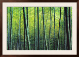 The Bamboo Grove