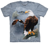 Eagle Collage