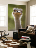 Ostrich, Lewa Wildlife Conservancy, Kenya