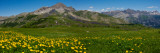 Flowers in a Field, Hinterland, French Riviera, Provence-Alpes-Cote D'Azur, France