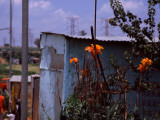 Flowers with Huts in a Town, Kibera, Nairobi, Kenya