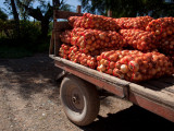 Buy Sack of Onions on a Cart, Seclantas, Calchaqui Valleys, Salta Province, Argentina at AllPosters.com