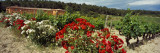 Roses in Bloom in a Vineyard, Domaine De La Brillane, Aix-En-Provence, Bouches-Du-Rhone, France