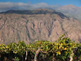 Crop in a Vineyard, Cafayate, Calchaqui Valleys, Salta Province, Argentina