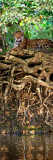 Jaguar (Panthera Onca) Resting at the Riverside, Three Brothers River