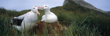 Wandering Albatross (Diomedea Exulans) Mated Pair Bonding at the Nest, Bird Island