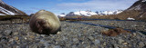 Southern Elephant Seal (Mirounga Leonina) on the Beach, Stromness Harbor, South Georgia Island