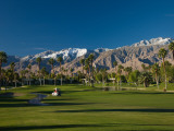 Palm Trees in a Golf Course, Desert Princess Country Club, Palm Springs, California
