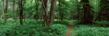 Forest, Adirondack Mountains, Old Forge, Herkimer County, New York State, USA