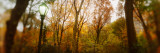 Buy Trees in a Park, Central Park, Manhattan, New York City, New York State, USA at AllPosters.com