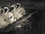 Swan Boats in a River, Boston Public Garden, Boston, Massachusetts, USA