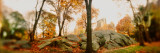 Buy Trees in a Park, Central Park, Manhattan, New York City, New York State, USA at AllPosters.com